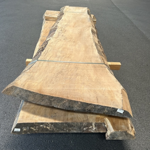 Platane Vorderansicht